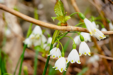 Little cute white  flower  in spring season at Japan. Flower and nature Background.