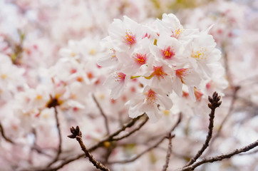 Pink Cherry blossom or sakura flower in spring season at Japan. Hanami festival in the park.