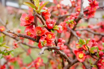 Red flower in spring season at Japan.