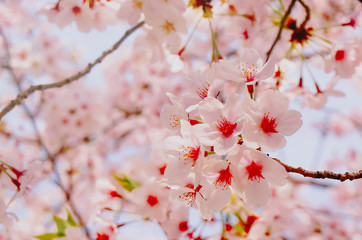 Pink Cherry blossom or sakura flower in spring season at Japan. Hanami festival in the park.