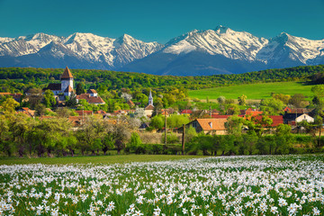 Hosman village with daffodils field and snowy mountains, Transylvania, Romania