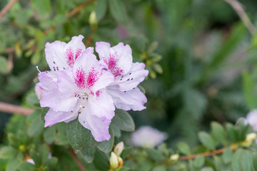 White azalea flowers on bush in spring garden. Close up