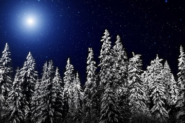 Bright moon illuminates the mysterious night forest. Winter night landscape. Spruce forest in winter