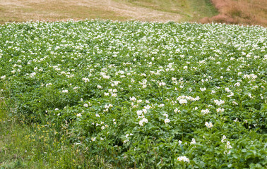 Potato crop