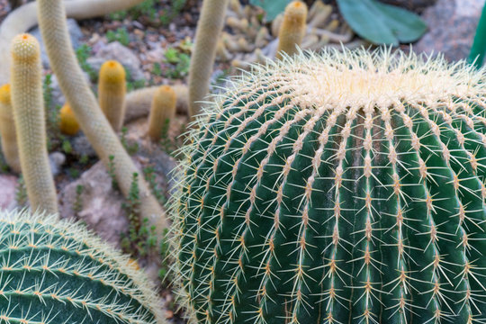One big green round beautiful cactus closeup macro witjh blurred background, cactus texture with long sharp yellow thorns. The cactus garden is arranged with Echinocactus grusonii