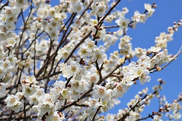 梅の花　青空　春　風景　杤木　渡良瀬