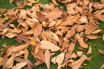Yellow leaves in autumn  