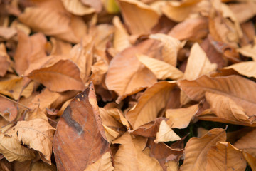 Yellow leaves in autumn  