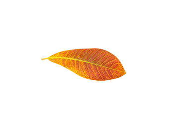 leaves on a white background clipping path 