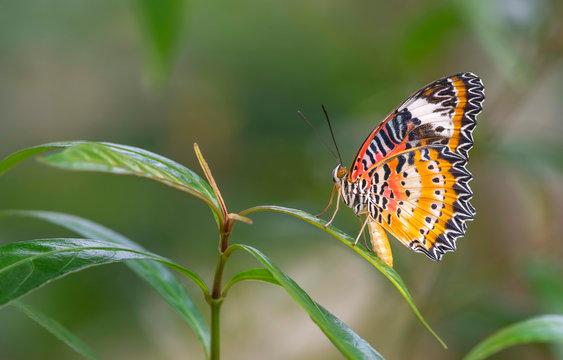 Butterflies on the leaves on beautiful leaves Leopard Lacewing