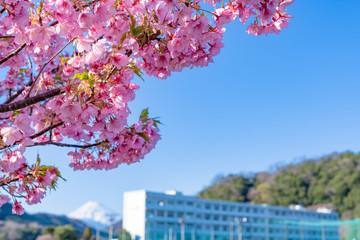 河津桜と校舎