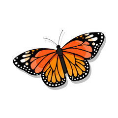 Monarch butterfly illustration on white background - vector