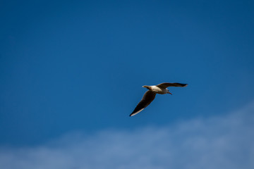 Fototapeta na wymiar Nice view of a seagull flying against the clear sky