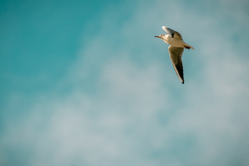 Nice view of a seagull flying against a clear sky