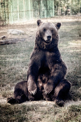Fototapeta premium Brown bear sitting and looking upset