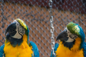 Couple of ara parrots looking interested © raulcoca