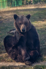 Brown bear scratching and looking upset