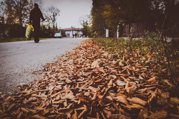 Closeup view of fallen leaves