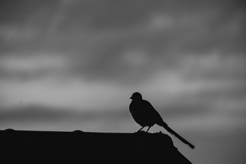 Black and white composition of bird standing on a roof at sunrise