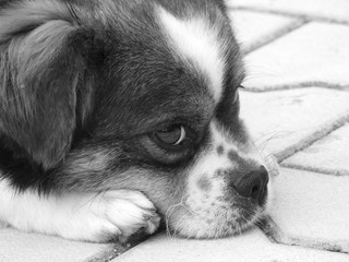 Black and white composition of small dog laying its head on its paws thinking