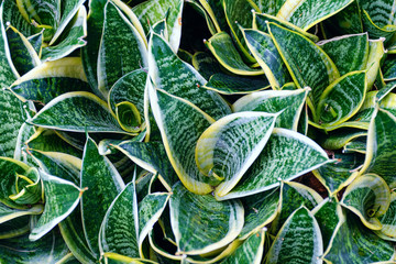 Background from plants with variegated leaves - 327281743