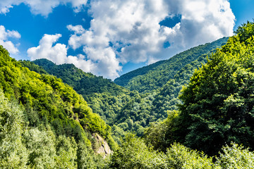 Mountain forest lit up by the sun with puffy clouds in the background