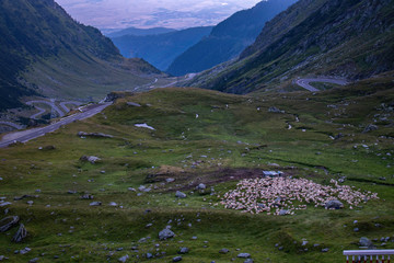 Wild scenery of windy mountain road  with sheep eating grass
