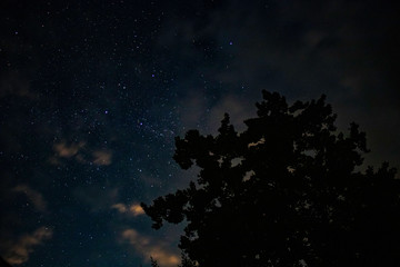 Starry night sky over a tree