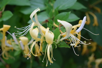 Beautiful white and yellow flowers