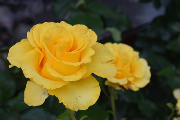 Nice closeup of blossomed yellow rose