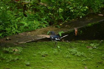 Oriental magpie-robin