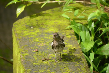 Oriental magpie-robin
