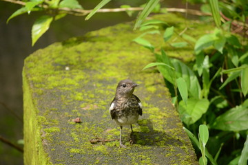 Oriental magpie-robin
