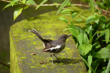 Oriental magpie-robin
