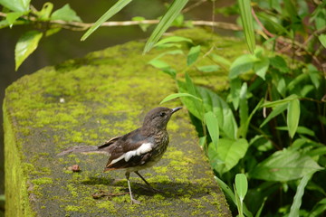 Oriental magpie-robin