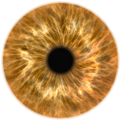  human eye iris
