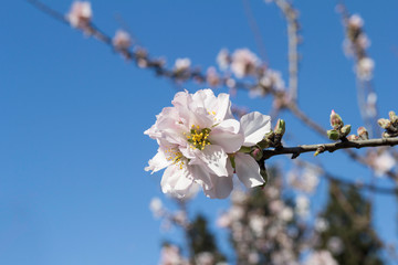 Obraz premium Floración de los almendros en febrero