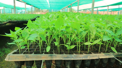 Vegetable seedlings 3 weeks old