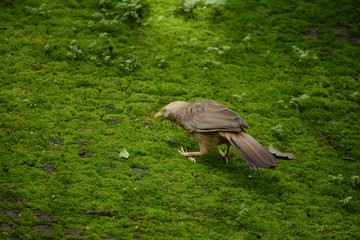 Jungle Babbler