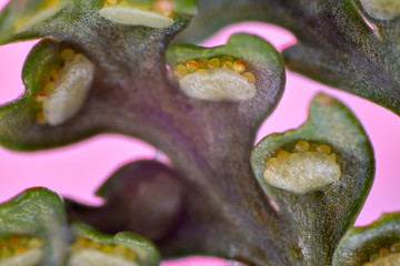 Close up of fern sporangia of Humata tyermannii (=Davallia tyermannii)