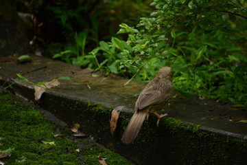 Jungle Babbler