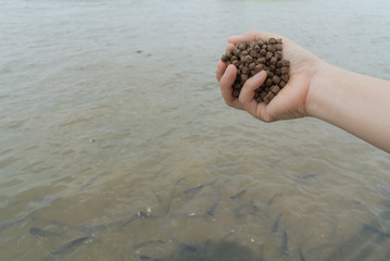 Feeding fish hand, pellets of fish food on hand