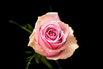 pink rose on black background