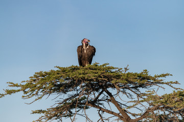 Lappet Vulture in the tree tops in the Masai Mara