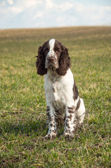 A puppy of an English springer spaniel is sitting on a b green grass against a blue sky. The hunting breed of dogs.