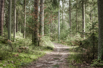 A footpath in a sunny forest