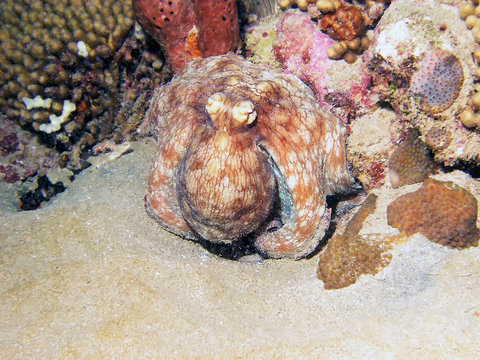 Caribbean Reef Octopus (Octopus Briareus)