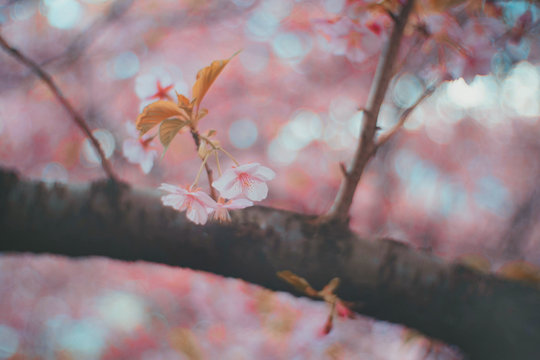 Close up Pink cherry blossoms sakura in japan 