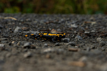 rare fire salamander on the ground