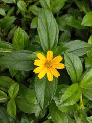 Beautiful Yellow Flower Image with Leaf